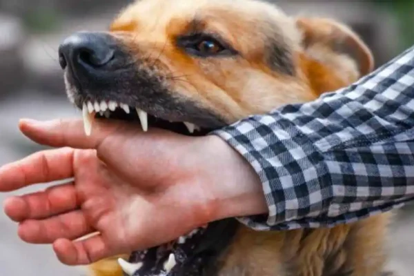 Supreme Court stray dogs