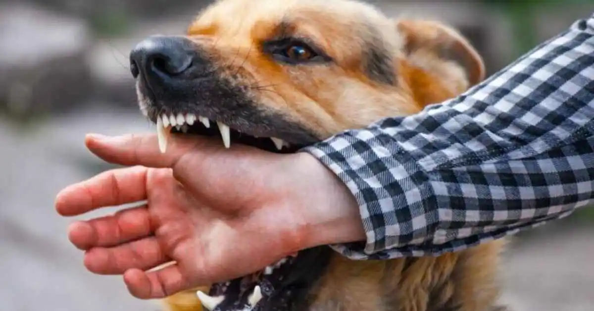 Supreme Court stray dogs